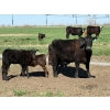 Image 13 : Sherwyn Torkelson - 10 Black/BBF 1st Calf Pairs (Patricia, AB)