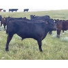 Image 9 : Dayton Servonnet - 640# November Delivery Steer Calves - 45 Head (Hanna, AB)