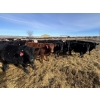 Image 2 : Babcock Livestock - 830# February Delivery Steers - 73 Head (Consort, AB)