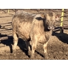 Image 6 : Winnifred Colony Farming Ltd. - 835# February Delivery Heifers - 44 Head (Winnifred, AB)