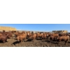 Image 8 : Cattlewood Farms Ltd. - 870# May Delivery Heifers - 280 Head (Vauxhall, AB)