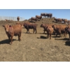 Image 9 : Amber Mountain Farms - 660# May Delivery Heifers - 128 Head (Vauxhall, AB)