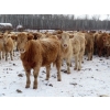 Image 5 : Terry Sliworsky - 800# February Delivery Heifers - 80 Head (Meadow Portage, MB)
