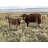 Image 5 : Einar & Judy & Logan & Emily Nelson - 590# October Delivery Heifer Calves - 100 Head (Maycroft, AB)