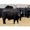 Image 3 : Leon Torkelson - 700# Dec/Jan Delivery Weaned Steers - 90 Head (Millicent, AB)