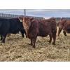 Image 5 : C.O. Johnson & Sons Ranches - 895# February Delivery Steers - 173 Head (Scandia, AB) VBP+