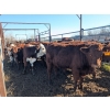Image 3 : K4 Land & Cattle - 520# November Delivery Steer Calves - 35 Head (Eriksdale, MB)