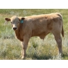 Image 7 : Justin & Kryston Tateson - 750# December Delivery Weaned Steers - 83 Head (Scandia, AB)