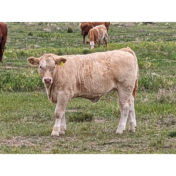Dave Shand - 620# October Delivery Heifer Calves - 190 Head (Delia, AB)