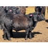Image 7 : Rob Mossey - 940# April Delivery Steers - 65 Head (Vauxhall, AB)