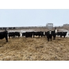 Image 3 : The Y Cattle Co. Ltd. - 702# March Delivery Steers - 43 Head (Crossfield, AB)