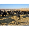 Image 10 : Cattlewood Farms Ltd. - 780# February Delivery Heifers - 156 Head (Vauxhall, AB)
