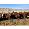 Image 1 : X Bar X Cattle Co. Ltd. - 842# Feb/March Delivery Steers - 143 Head (Lomond, AB)