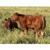 Image 5 : Munro Ranching - 540# October Delivery Heifer Calves - 85 Head (Cochrane, AB)