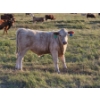 Image 9 : Bruce & Derek Christensen - 720# November Delivery Steer Calves - 80 Head (Rainier, AB)