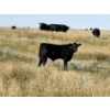 Image 5 : Rommens Farm Ltd. - 575# October Delivery Steer Calves - 65 Head (Brooks, AB)
