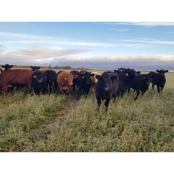 7L Ranch - 1080# October Delivery Grass Heifers - 54 Head (Lakeland, MB)