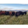 Image 1 : 7L Ranch - 1080# October Delivery Grass Heifers - 54 Head (Lakeland, MB)