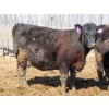 Image 9 : Leib Farm & Ranch Ltd. - 15 Black Angus/Black Angus X Bred Cows (Southey, SK)