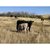 Image 14 : Farming Valley Ranch (Ben Tateson) - 590# November Delivery Steer Calves - 100 Head (Cereal, AB)