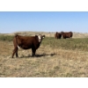 Image 10 : Ranch 71 Ltd. (Mark & Deb Osadczuk) - 14 Red/BWF Heifers 142 Red & Black Cows *HERD REDUCTION*