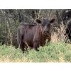 Image 15 : Sand Creek Enterprises - 630# October Delivery Steer Calves - 46 Head (Duchess, AB)