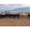 Image 4 : Westwold View Farms - 885# September Delivery Spayed Heifers - 70 Head (Westwold, BC)
