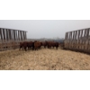 Image 1 : McComish Ranch - 10 RBF Sim X Bred Heifers April/May Calving  (Stettler, AB)