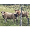 Image 2 : John Bland - 975# September Delivery Grass Heifers - 120 Head (Rimbey, AB)