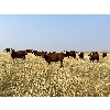 Image 2 : Pine Ranch Ltd. - 780# August Grass Heifers - 72 Head (Morse, SK) VBP+