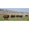 Image 3 : M.S. MacLean Livestock - 1010# September Delivery Grass Steers - 112 Head (Coaldale, AB)