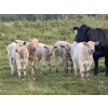 Image 2 : Jubilee Farms Ltd. - 700# February Delivery Weaned Steers - 180 Head (Westlock, AB)