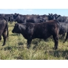 Image 5 : AJS Ranch - 600# October Delivery Steer Calves - 35 Head (Botha, AB)