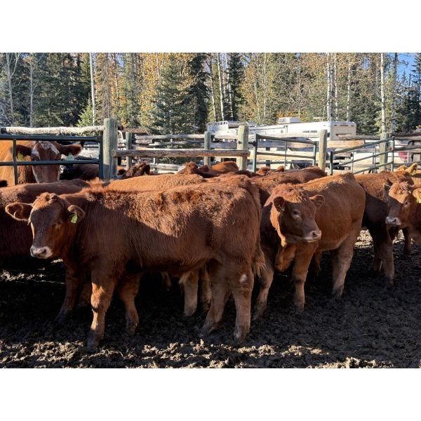 Alta Bar Ranch - 600# October Delivery Steer Calves - 100 Head (Rimbey, AB)