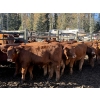Image 1 : Alta Bar Ranch - 600# October Delivery Steer Calves - 100 Head (Rimbey, AB)