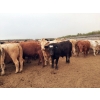 Image 2 : Thomson Cattle Ltd. - 1040# June Delivery Steers - 120 Head (Silver Valley, AB)