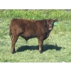 Image 6 : Ron Holmes - 550# October Delivery Steer Calves - 100 Head (Cochrane, AB)
