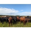 Image 5 : Chipping Hill Cattle Co. - 1025# October Delivery Grass Steers - 300 Head (Zhoda, MB)