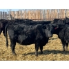 Image 8 : Misty Meadows Ranch - 34 Black Angus X Replacement Heifers (Austin, MB)