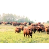 Image 18 : Twisted T Cattle Co. - 485# November Delivery Steer Calves - 110 Head (Carievale, SK)