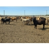 Image 3 : Driland Feeders - 910# June Delivery Heifers - 270 Head (Burdett, AB)