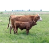 Image 4 : South Valley Farms - 850# February Delivery Weaned Steers - 70 Head (Rapid City, MB)