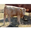 Image 7 : Ernie, Kathy & Kyle Lee - 600# October Delivery Steer Calves - 80 Head (Hanna, AB)