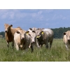 Image 3 : Midpoint Farms - 900# October Delivery Grass Heifers - 70 Head (Drayton Valley, AB)