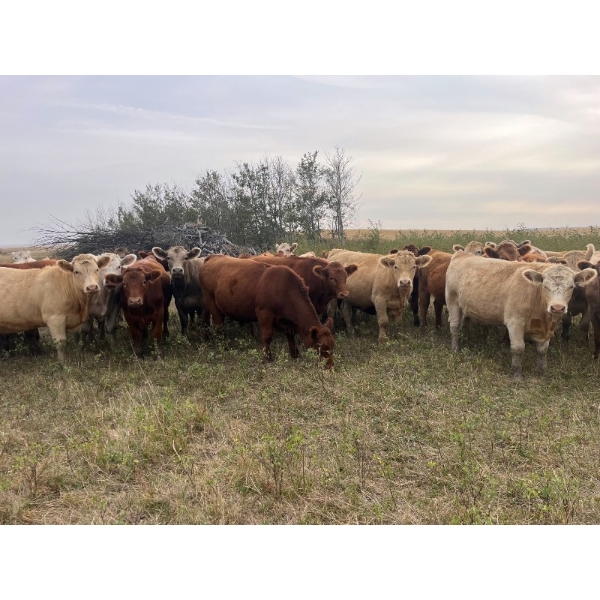 Crisp Ranches - 985# October Delivery Grass Steers - 63 Head (Monitor, AB)