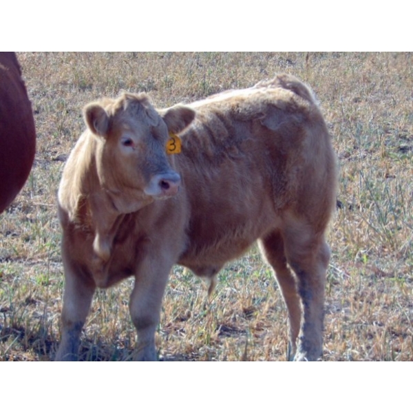 Ugly Head Feeders - 700# December Delivery Steer Calves - 80 Head (Killam, AB)