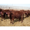 Image 14 : A&A Farms - 30 Dark Red Replacement Heifers (Coaldale, AB)