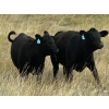 Image 6 : Logan & Shawni Jo James - 665# Oct/Nov Delivery Steer Calves - 80 Head (Drumheller, AB)