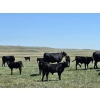 Image 6 : Black Ranch Ltd. - 530# Oct/Nov Delivery Steer Calves - 118 Head (Consul, SK)