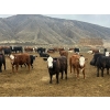 Image 2 : John & Kate Anderson - 930# March/April Delivery Steers - 65 Head (Ashcroft, BC)